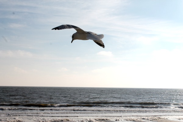 Tybee Sleepover - Seagull
