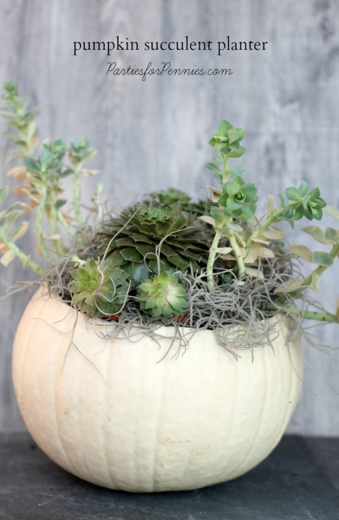 Pumpkin Succulent Planter | PartiesforPennies.com | #pumpkin #fall #centerpiece #succulent #planter