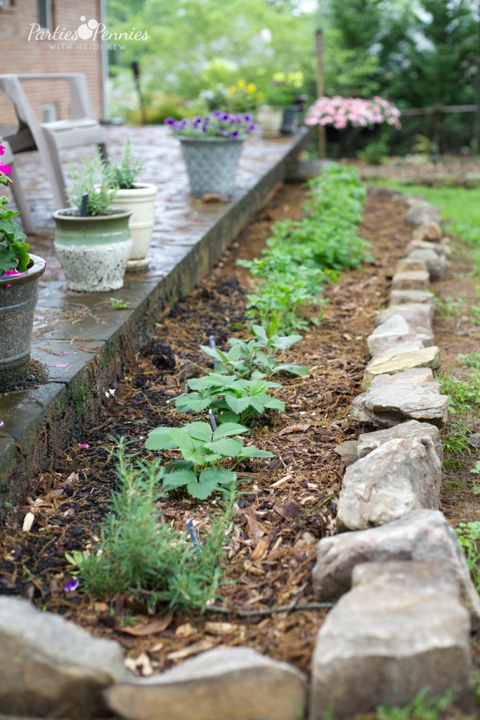 How to Grow An Herb Garden | PartiesforPennies.com | #garden #grow #herbrecipes #tips