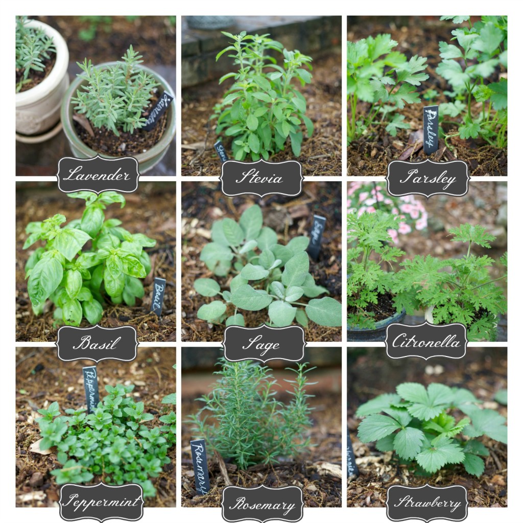 How to Plant an Herb Garden   Parties for Pennies