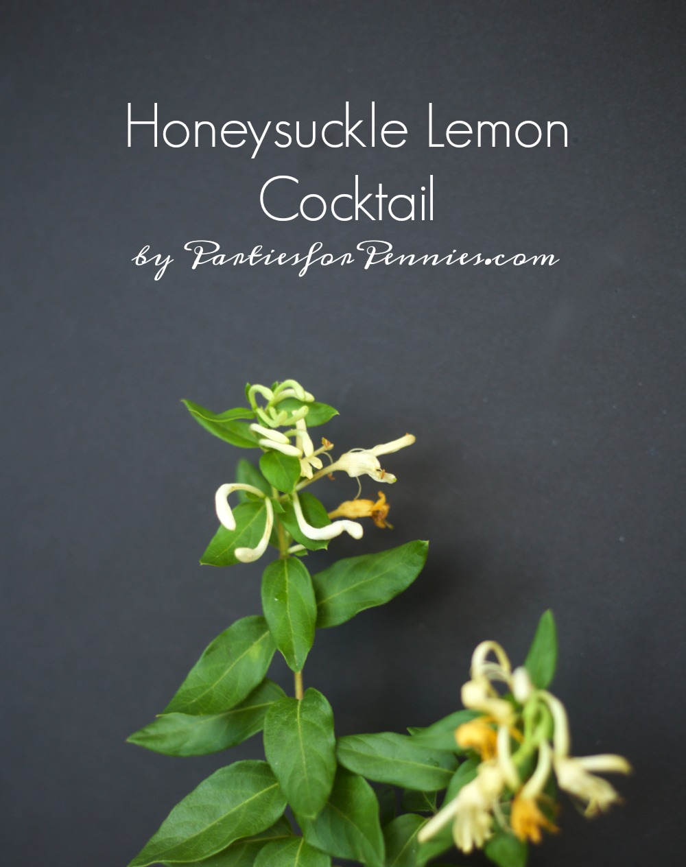 Honeysuckle Lemonade Cocktail Recipe by PartiesforPennies.com | Drink, Cocktail, Recipe, Summer, Blueberry, Lemon, Mint