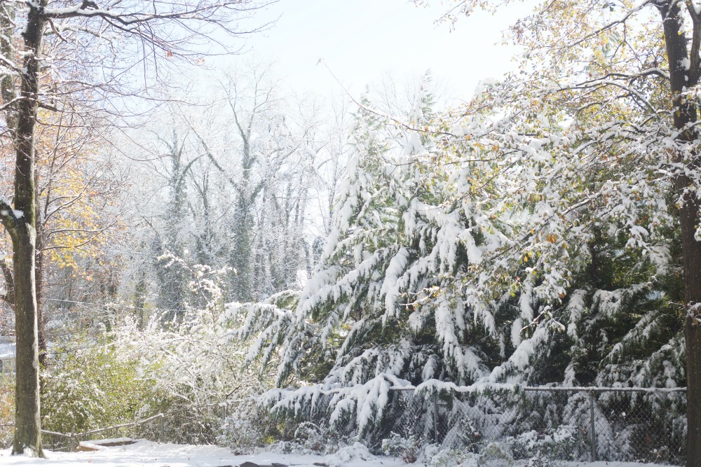 Christmas Snow